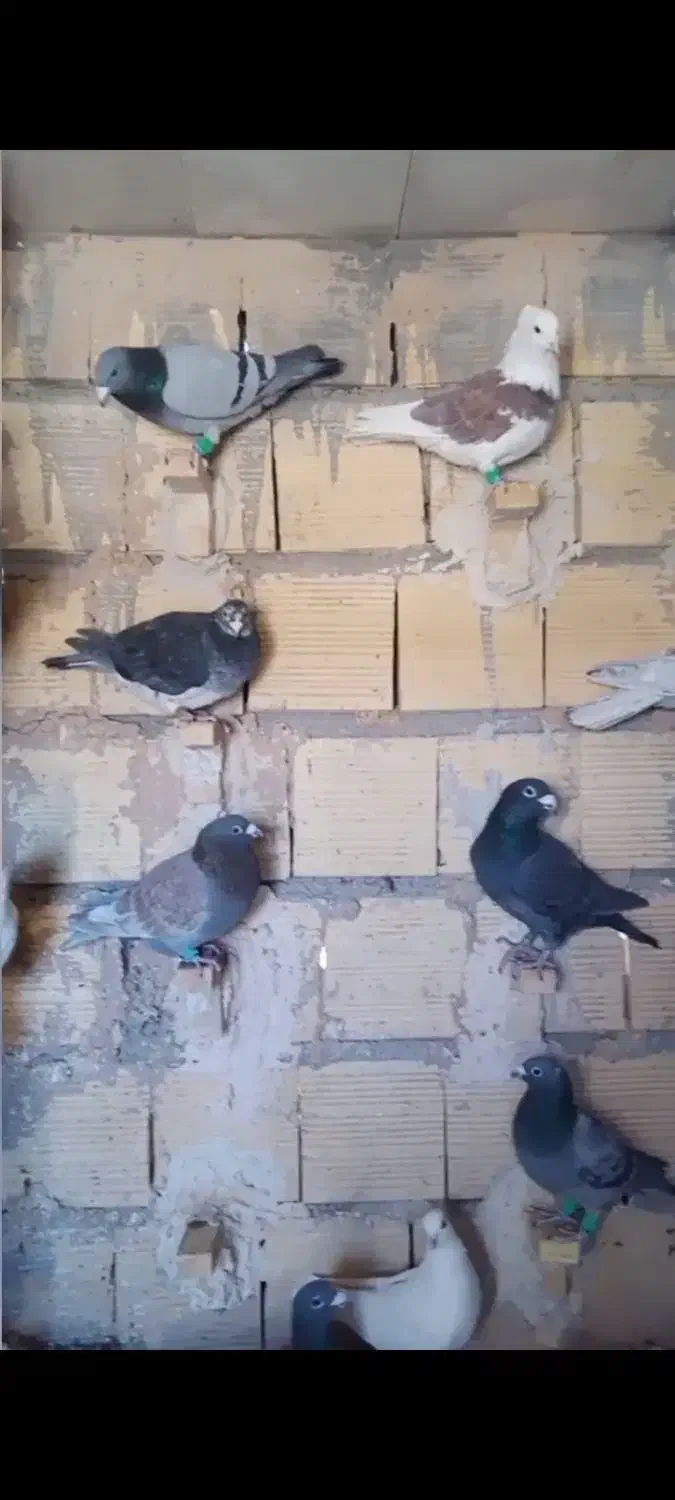 فروش کبوتر|پرنده|ابرکوه, |دیوار