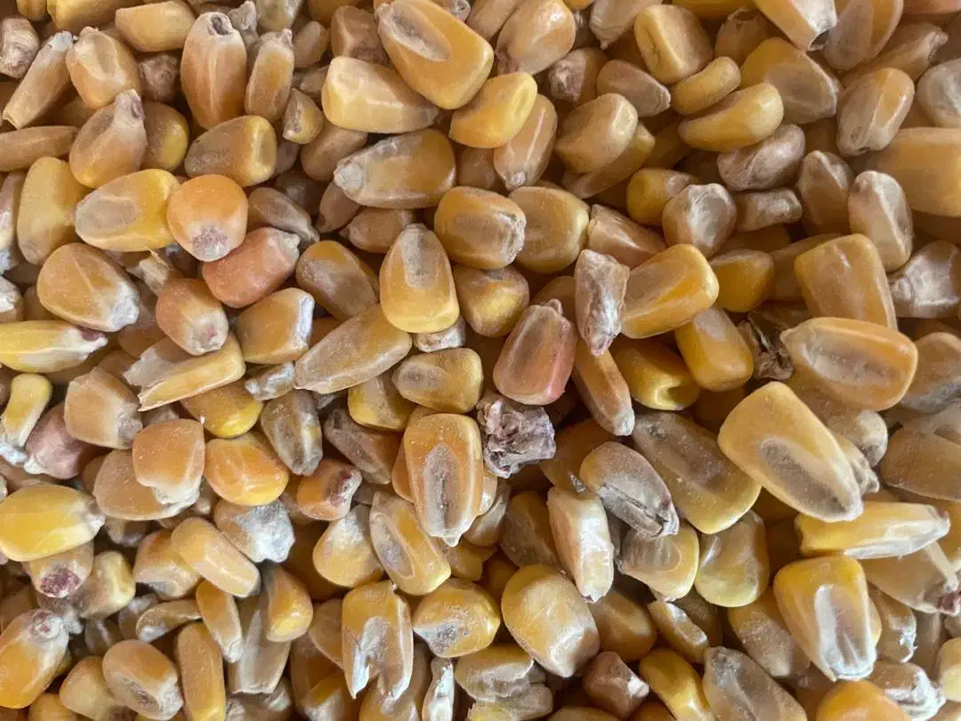 نیازمند سرمایه گذار منصف و شایسته|خدمات مالی، حسابداری، بیمه|اردبیل, |دیوار