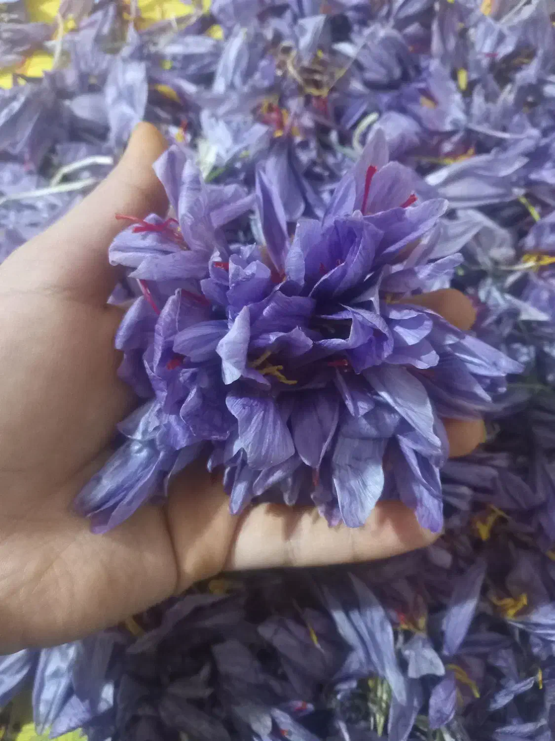 گل پاک کنی|خدمات پیشه و مهارت|بوژگان, |دیوار