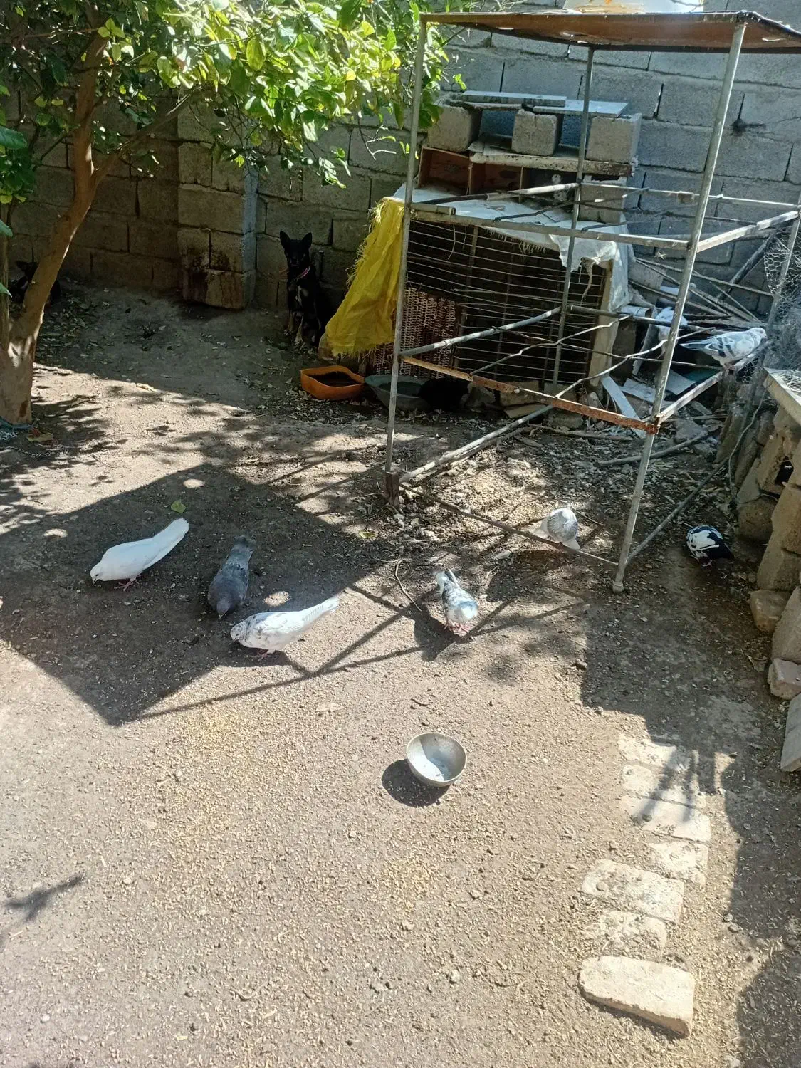 کبوتر پرشی|پرنده|جیرفت, |دیوار