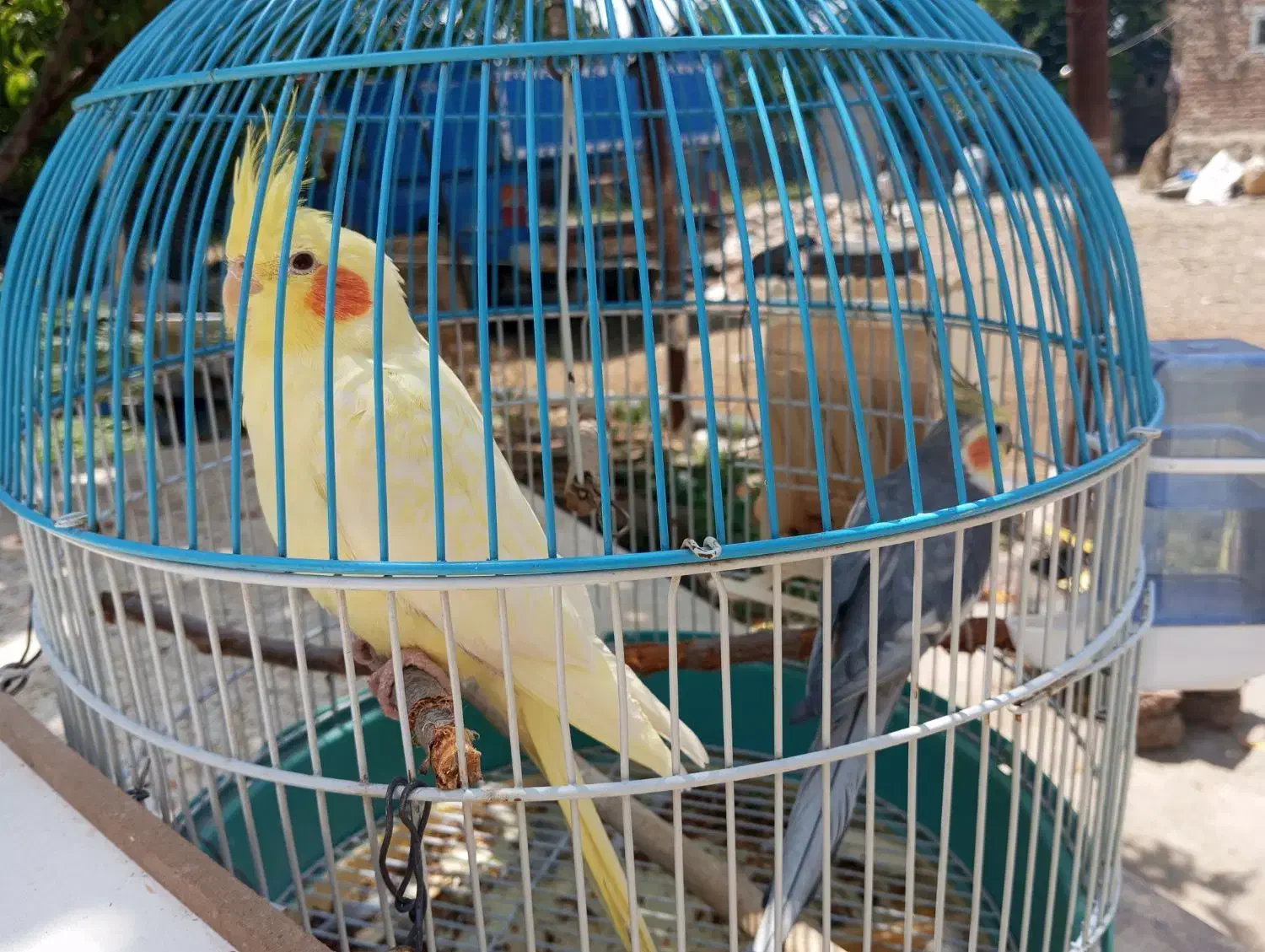 عروس هلندی|پرنده|اردبیل, |دیوار