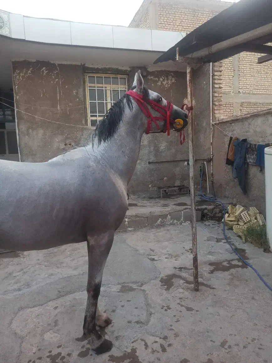 نریون مدارک دار|اسب و تجهیزات اسبسواری|ایلام, |دیوار