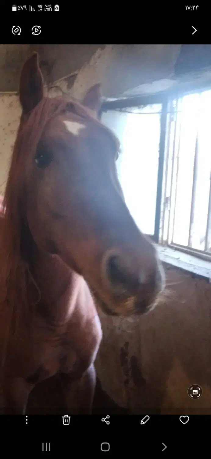 اسب مادیان کرد|اسب و تجهیزات اسب‌سواری|نهاوند, |دیوار