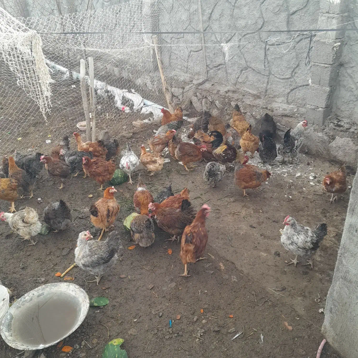 مرغ|حیوانات مزرعه|سراب, |دیوار