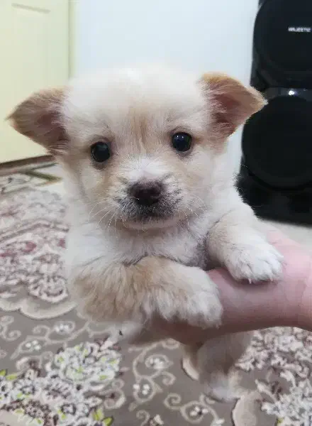 توله پاکوتاه دوماهه|سگ|کیاشهر, |دیوار