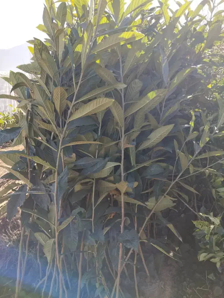 نهالستان گل محمدی|خدمات باغبانی و درختکاری|تبریز, |دیوار