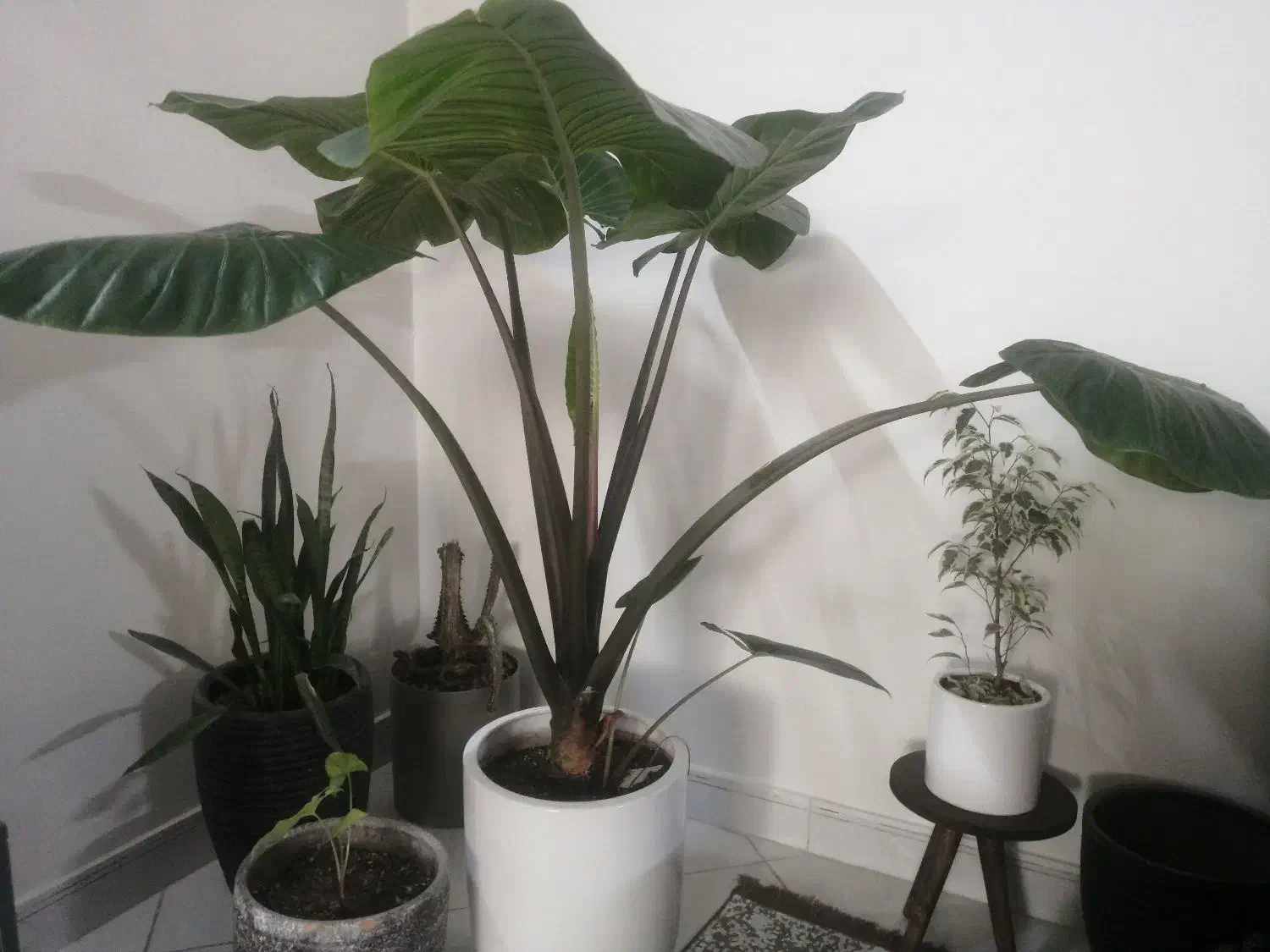 گل بابا آدم|گل و گیاه طبیعی|تهران, والفجر (افسریه)|دیوار