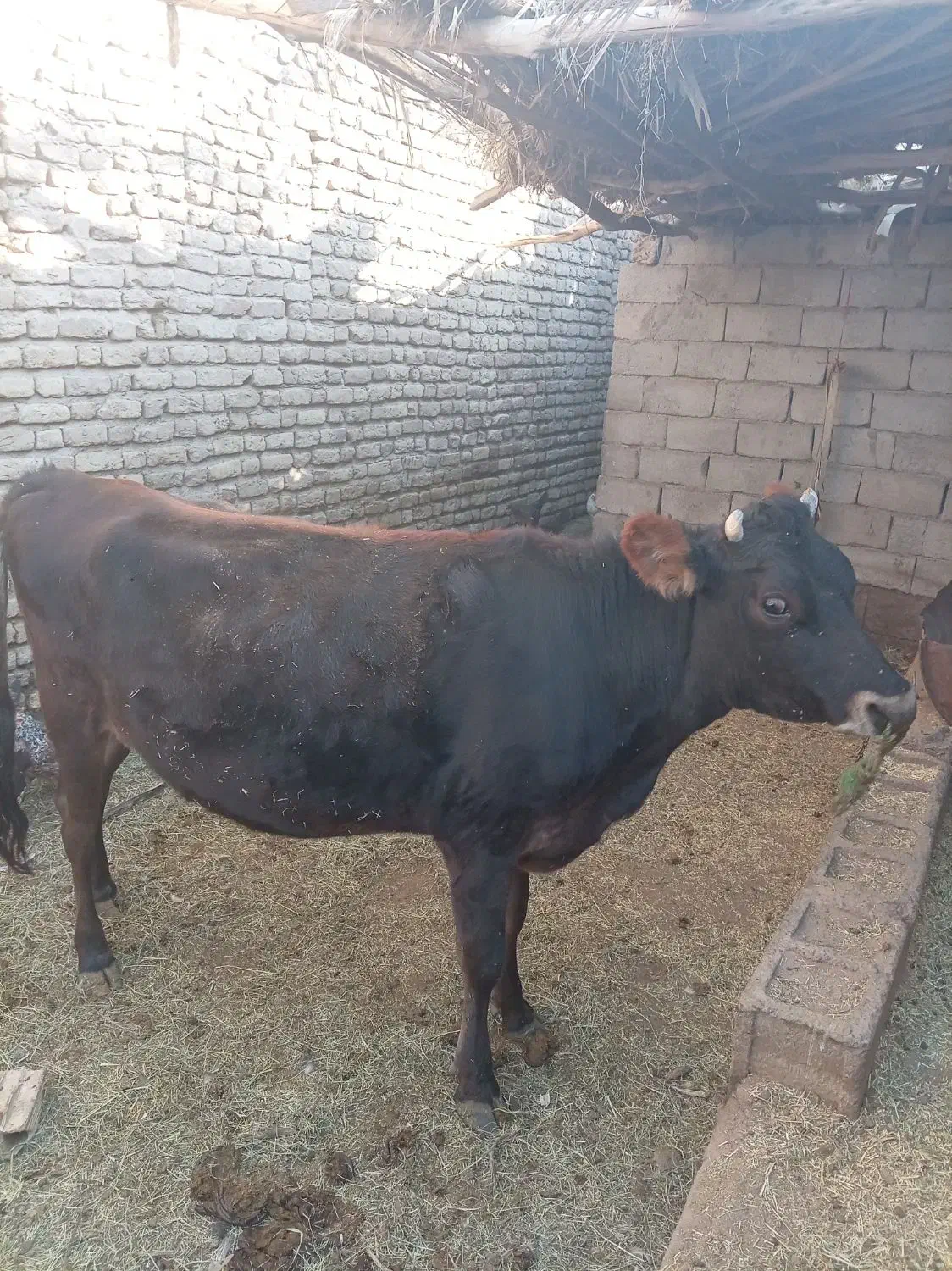 گاو|حیوانات مزرعه|نرماشیر, |دیوار