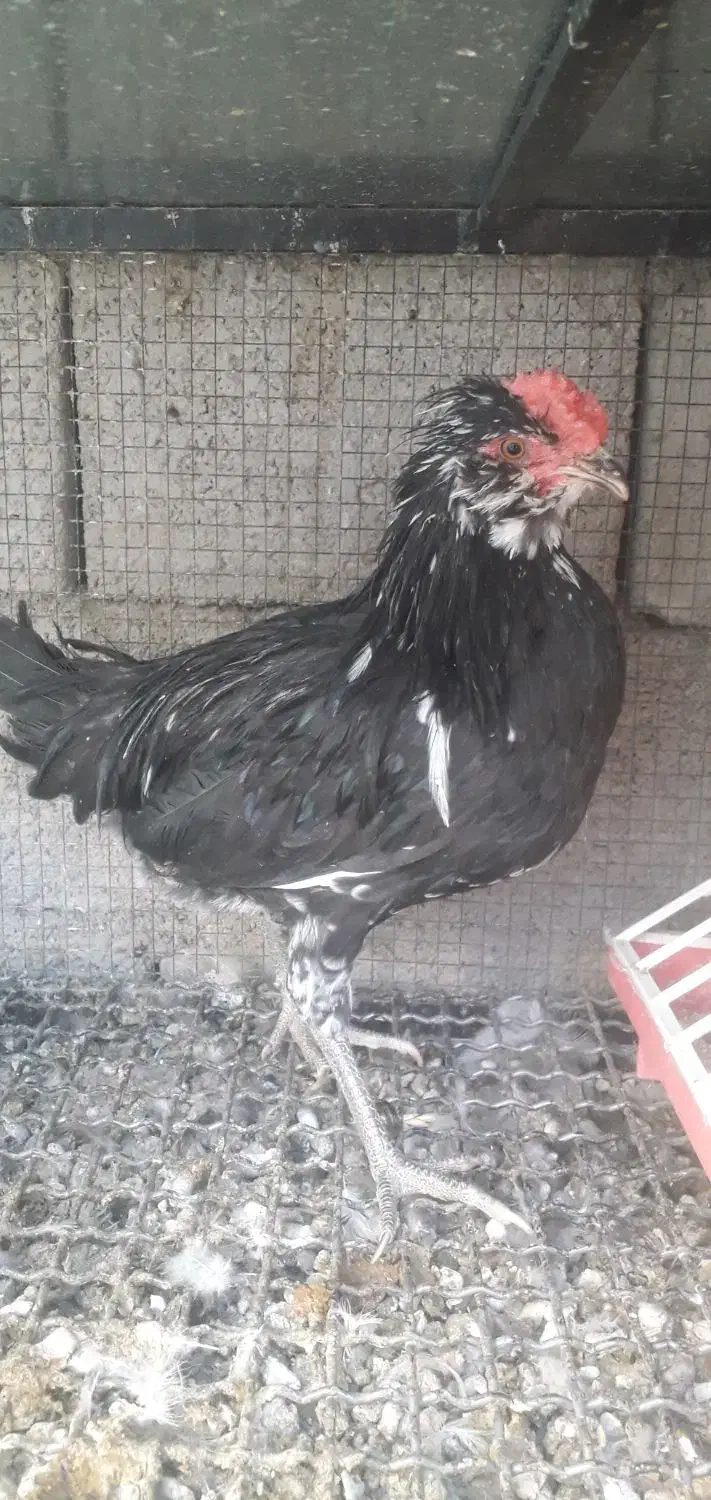 خروس و نیمچه خروس گلین|حیوانات مزرعه|شهرکرد, |دیوار