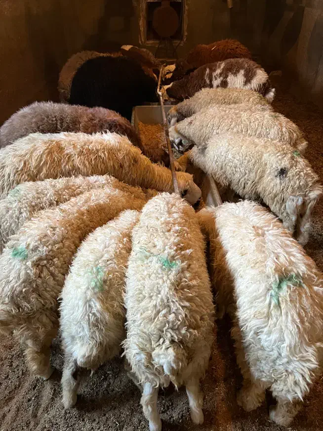 جو سوپر دامی|حیوانات مزرعه|کاشان, درب اصفهان|دیوار