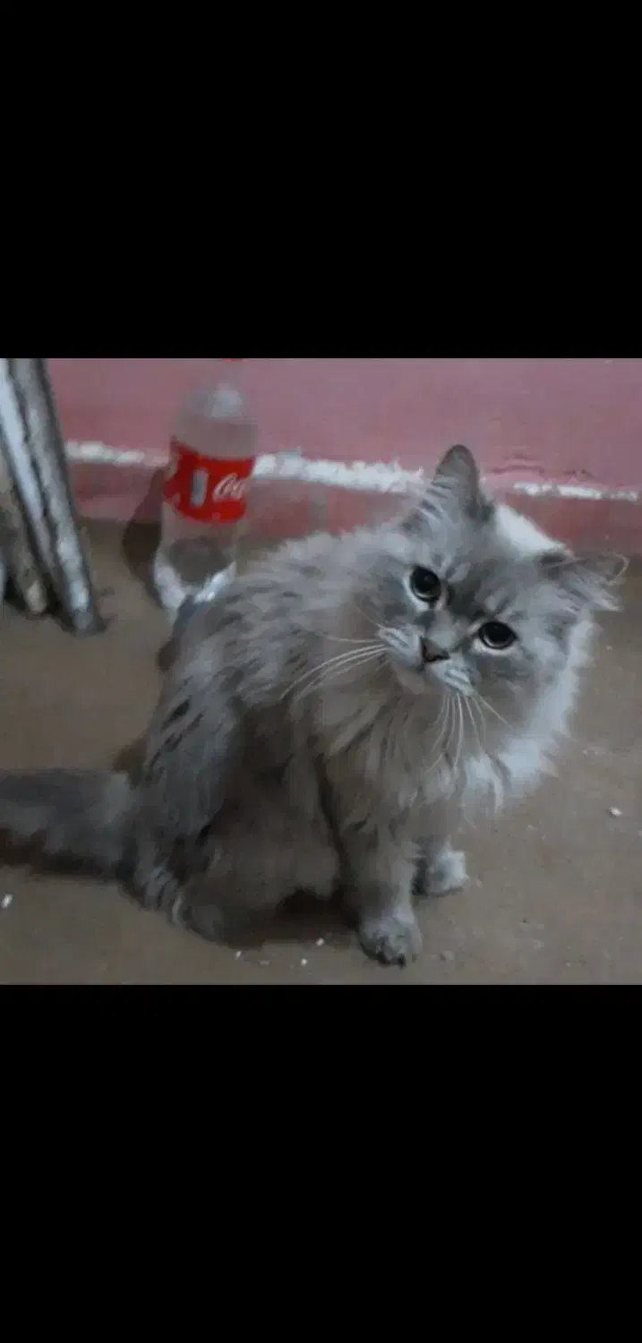 گربه ماده اماده جفت|گربه|مشهد, گاز|دیوار