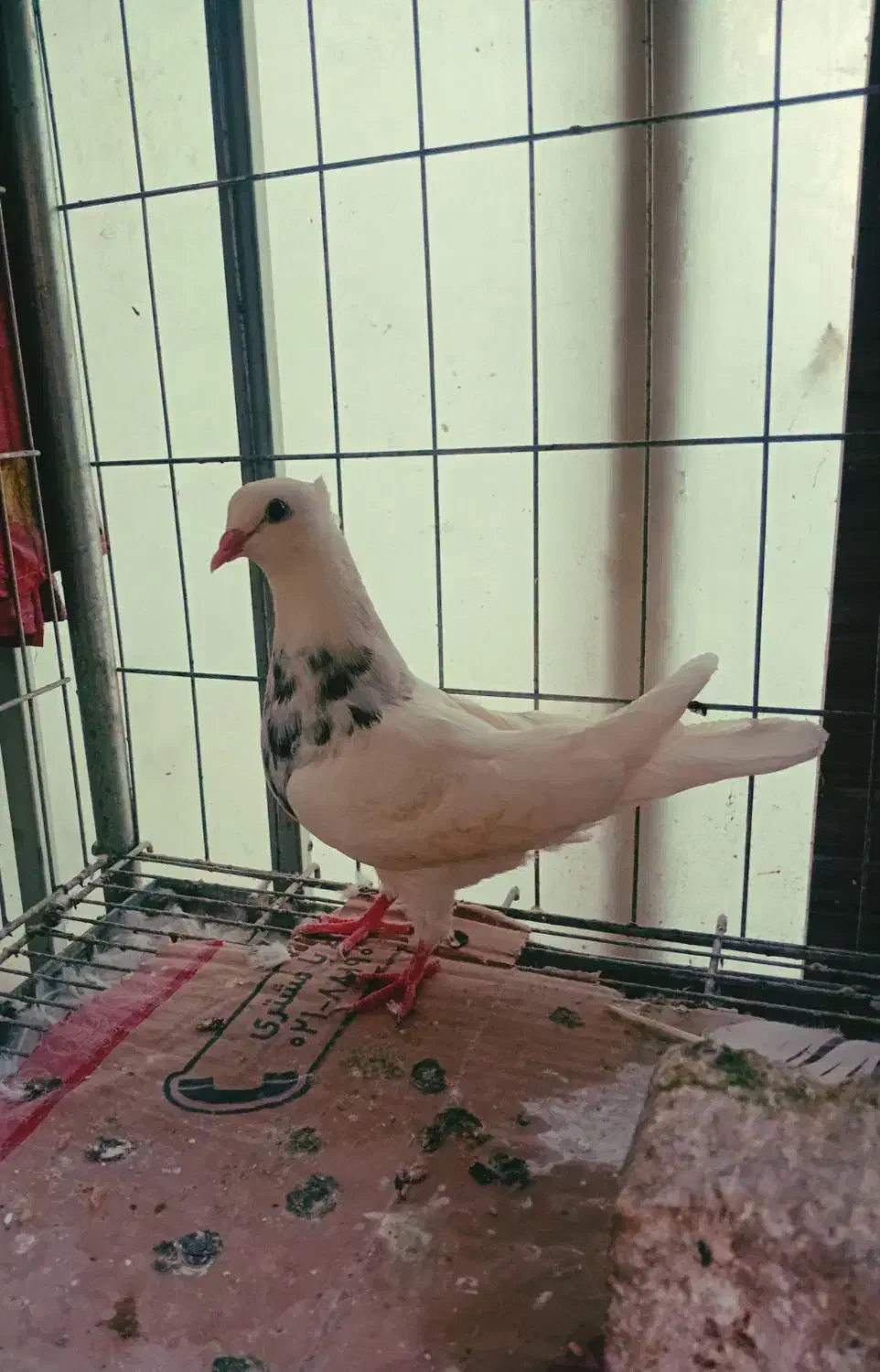 کبوتر نوک ریز|پرنده|بوئین زهرا, |دیوار