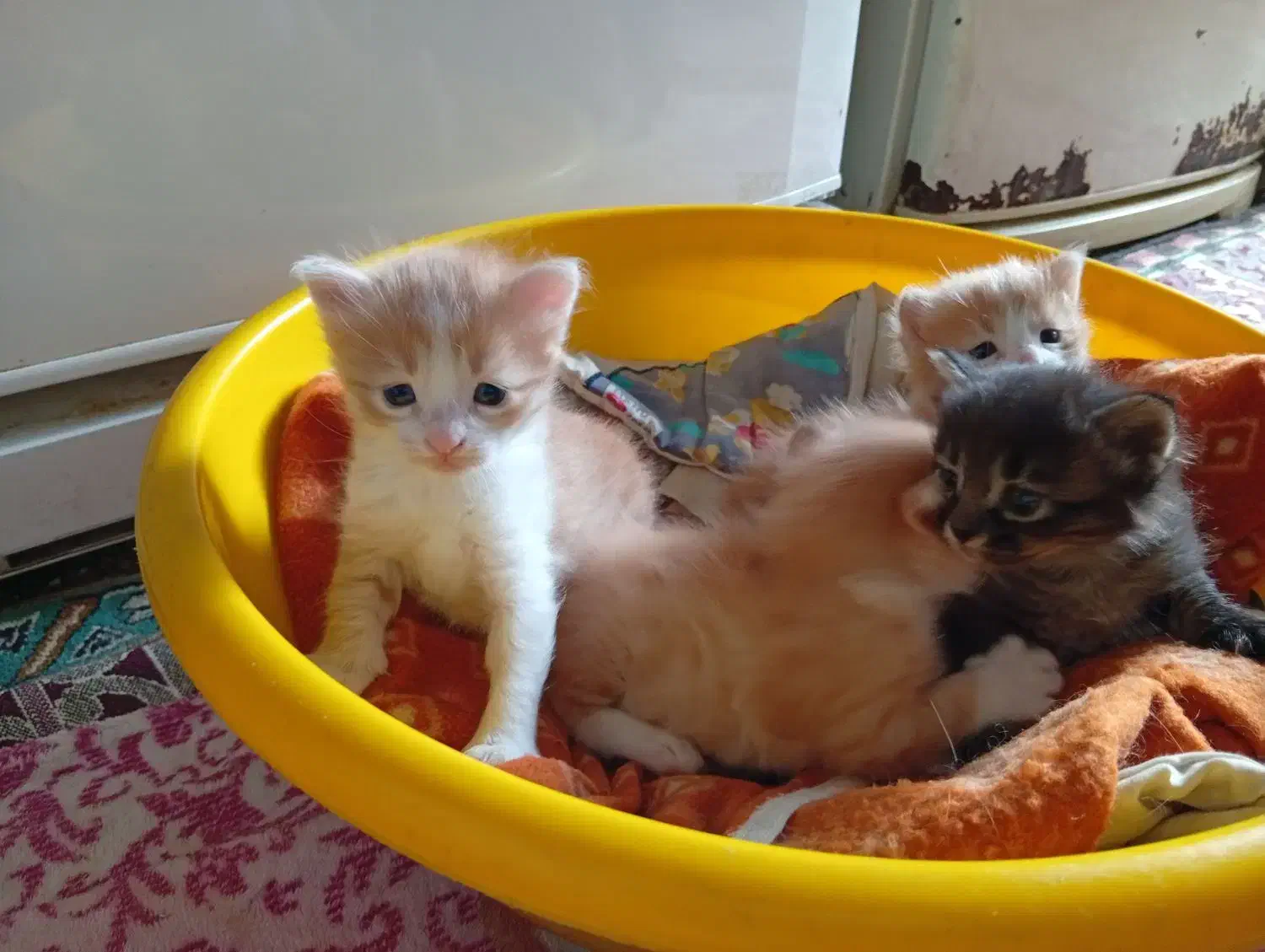 واگذاری|گربه|گرگان, |دیوار