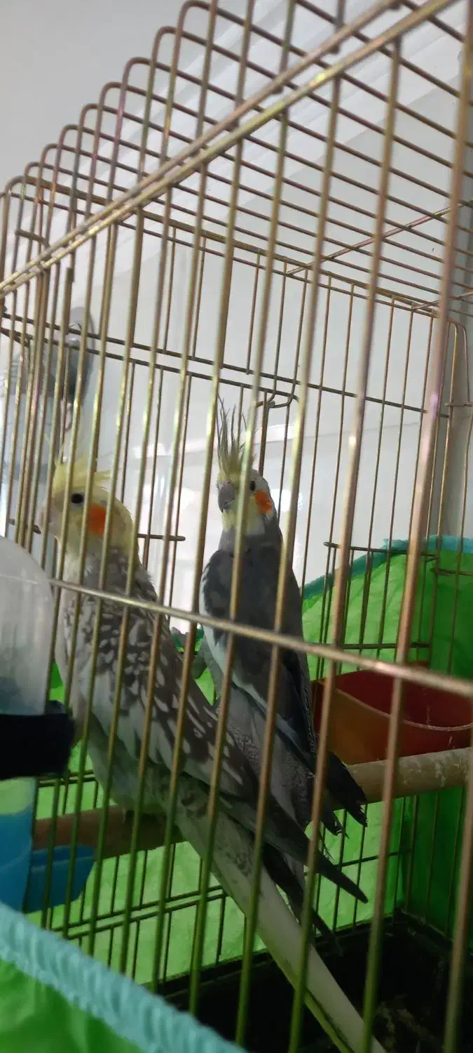 قفس و عروس هلندی460تومن|لوازم جانبی حیوانات|یزد, |دیوار