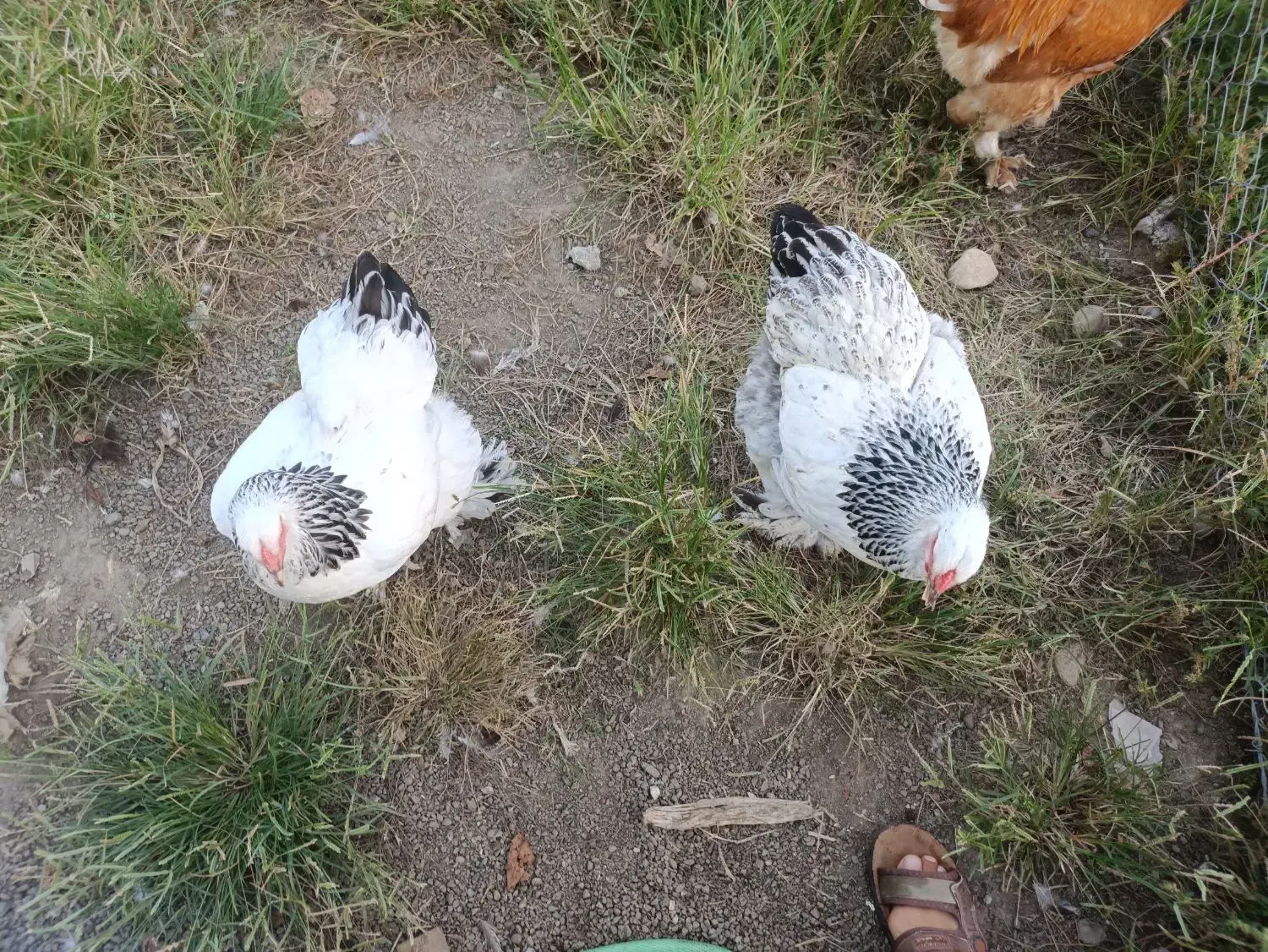 تخم مرغ برهما وآمروک ومینیاتوری|حیوانات مزرعه|اسالم, |دیوار