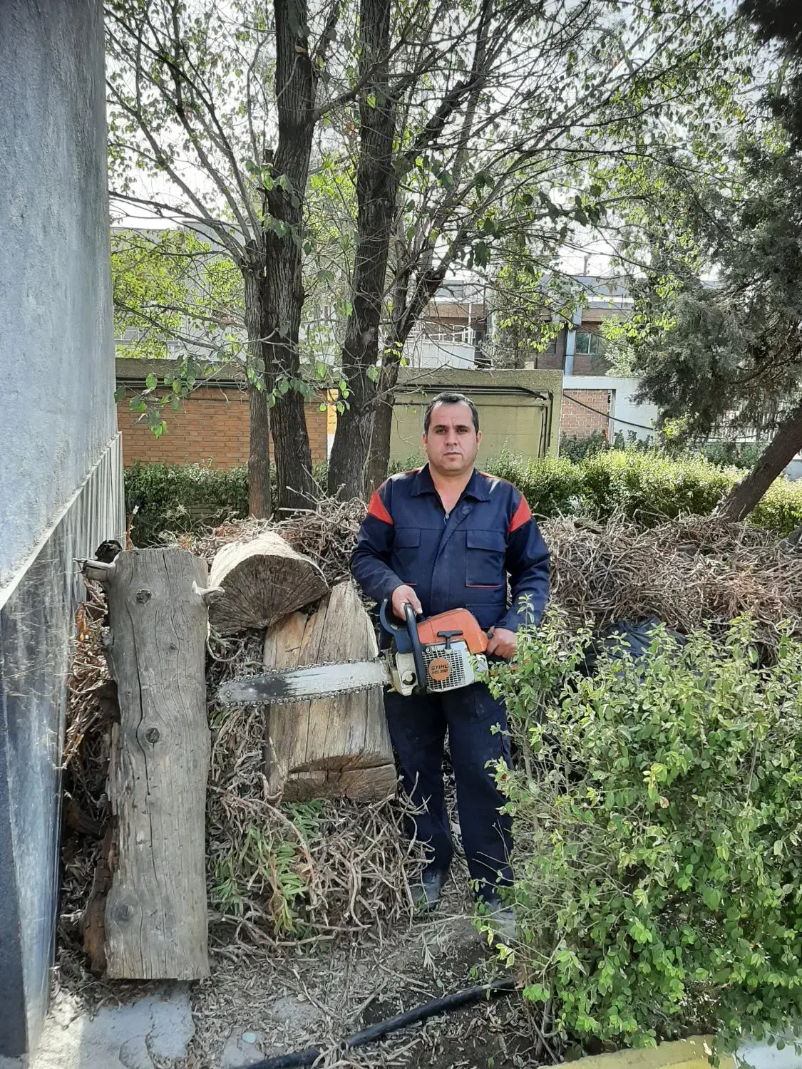 برش و هرس درخت با اره موتوری تهران کرج شهریار|خدمات باغبانی و درختکاری|شهریار, دهشاد بالا|دیوار