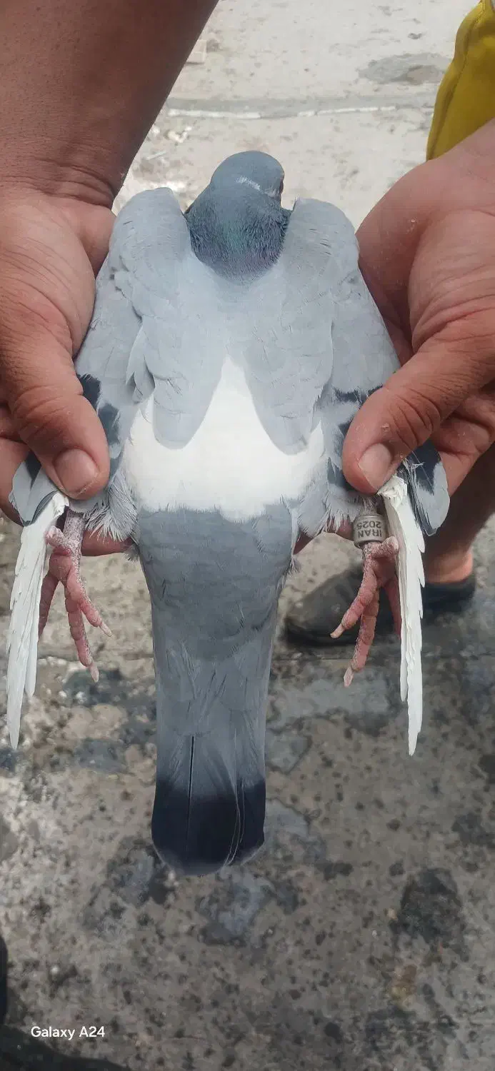 ویگن با اصالت معاوضع|پرنده|شوش, |دیوار