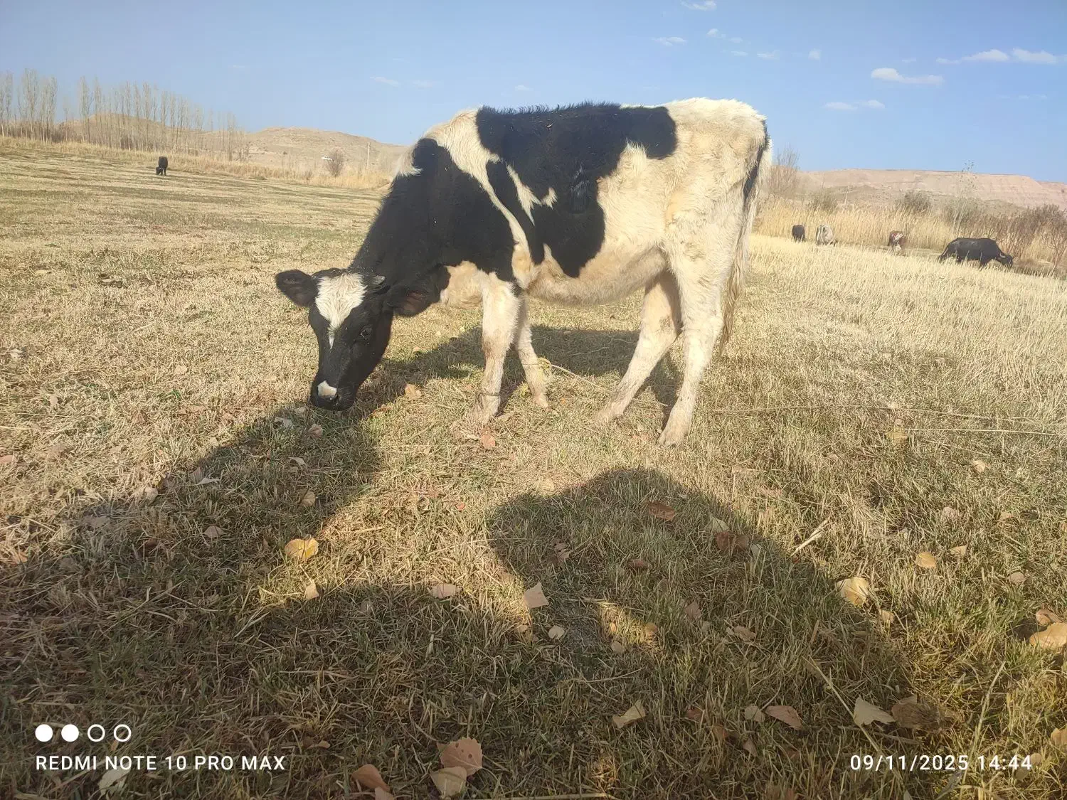 تلیسه مونت هلشتاین|حیوانات مزرعه|هشترود, |دیوار