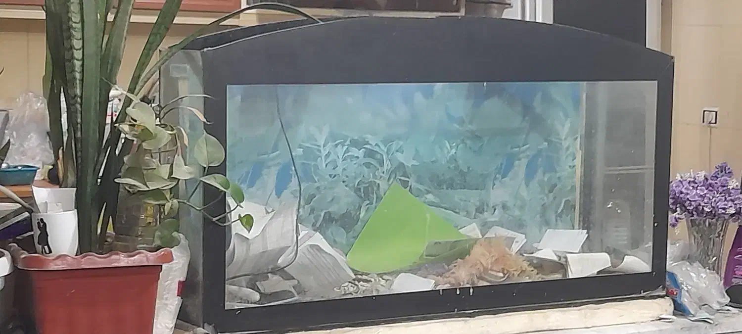 فروش آکواریم|ماهی|کاشمر, |دیوار