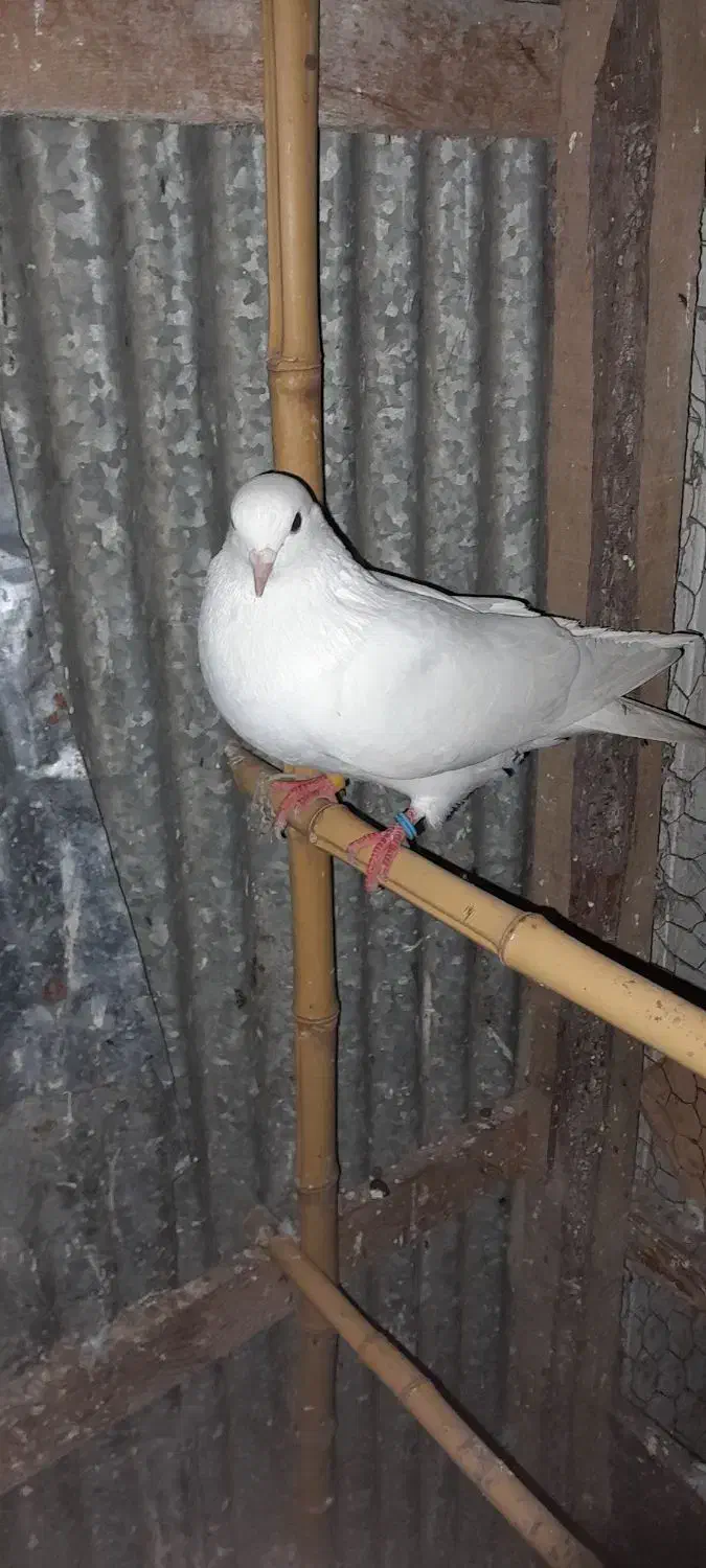 کبوترفروش یامعاوضه|پرنده|رشت, حومه رشت|دیوار