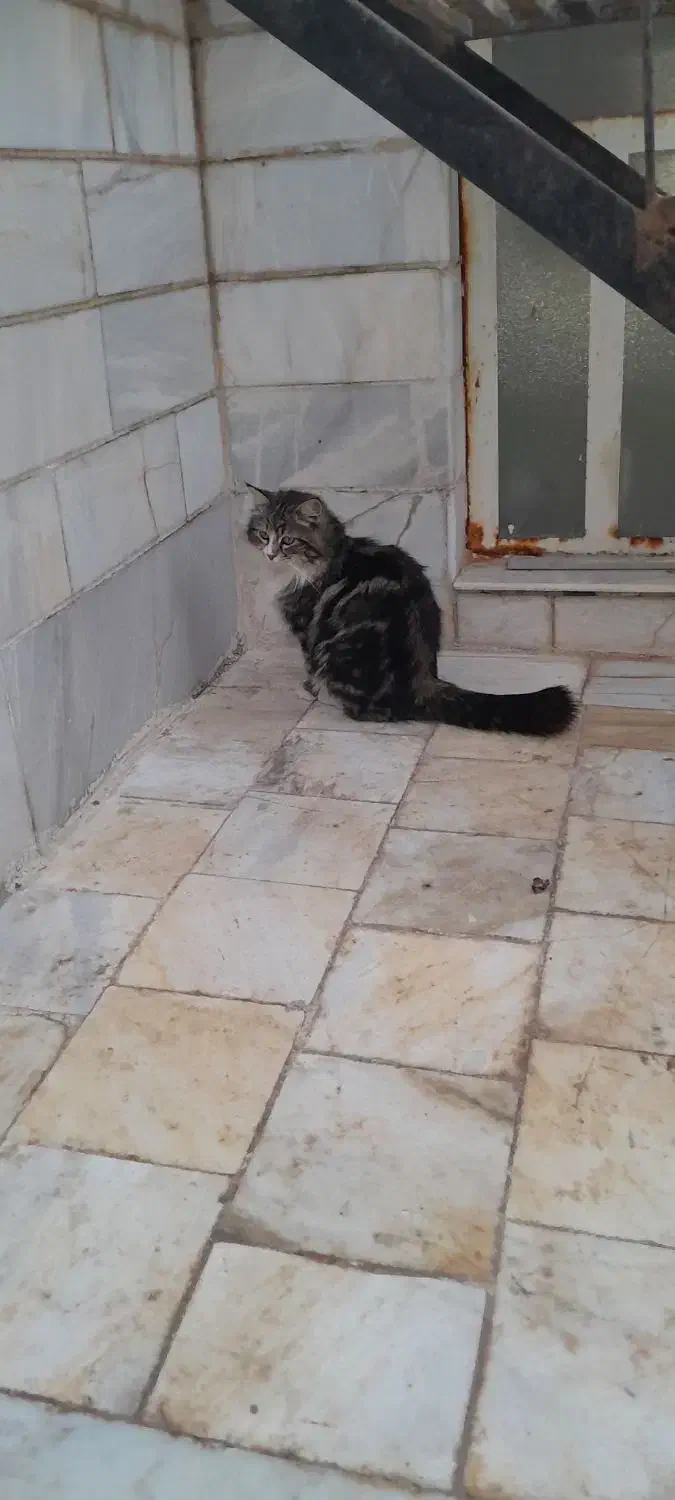 گربه|گربه|اردکان, |دیوار