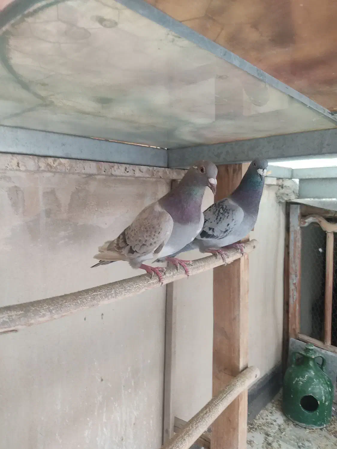 کفتر پلاکی و مسافتی اصیل و کله سبز و پاکستانی|پرنده|فردیس, شهرک شهید حسینی|دیوار