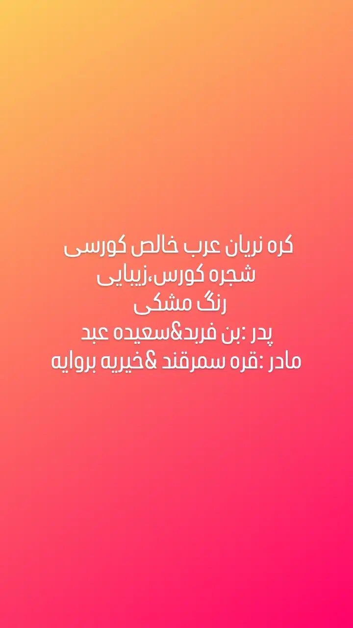 کره نریان عرب خالص ایرانی شجره کورسی|اسب و تجهیزات اسب‌سواری|یزد, |دیوار