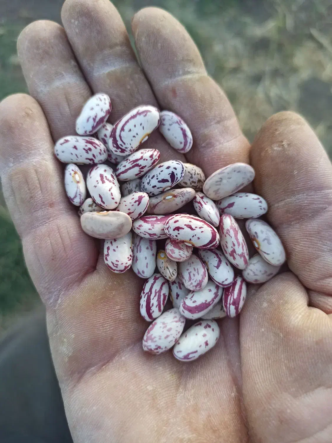 لوبیا چیتی|خوردنی و آشامیدنی|بیرانوند, |دیوار