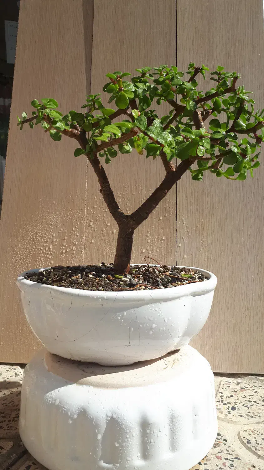 بونسای  درختچه خرفه یا جید بن سای|گل و گیاه طبیعی|کرمانشاه, |دیوار