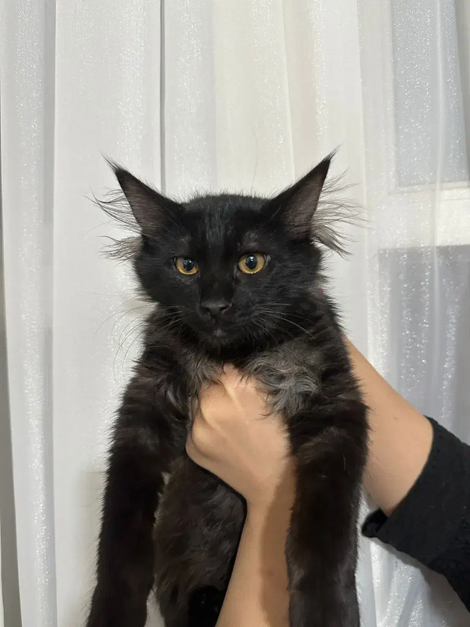 گربه دورگه فوق زیبا|گربه|کرمانشاه, |دیوار