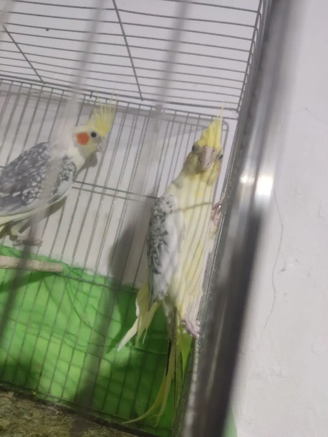 عروس هلندی|پرنده|ارومیه, |دیوار