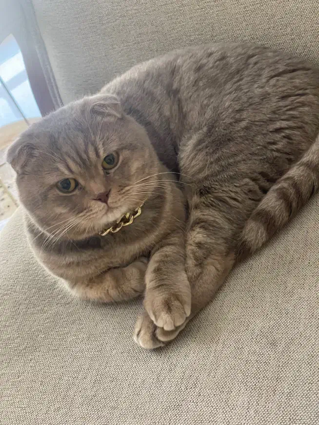 فروش گربه اسکاتیش فولد(نر) ۳ساله|گربه|کرج, فاز ۳ گوهردشت|دیوار