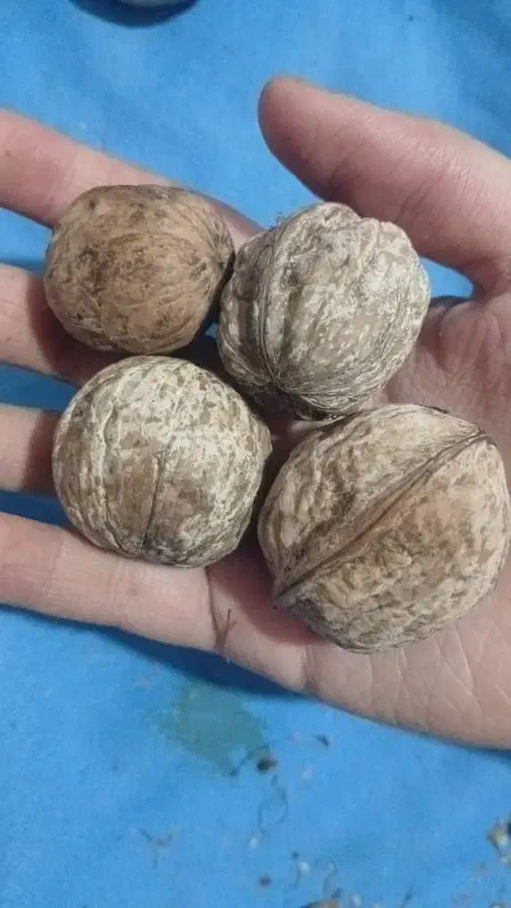 گردو اعلا|خوردنی و آشامیدنی|فلارد, |دیوار