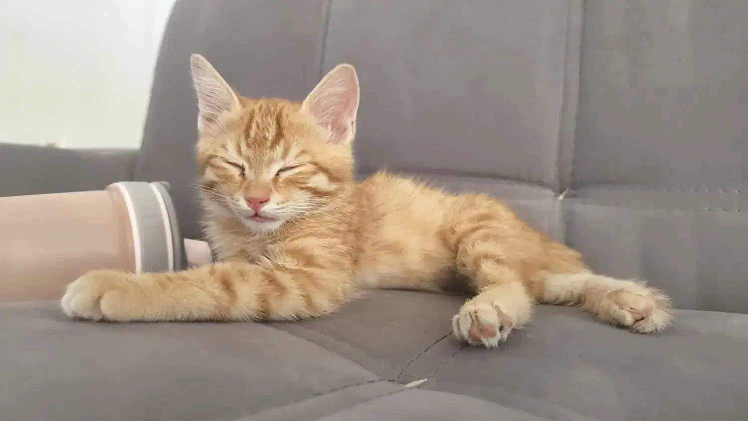 واگذاری گربه|گربه|خوی, |دیوار