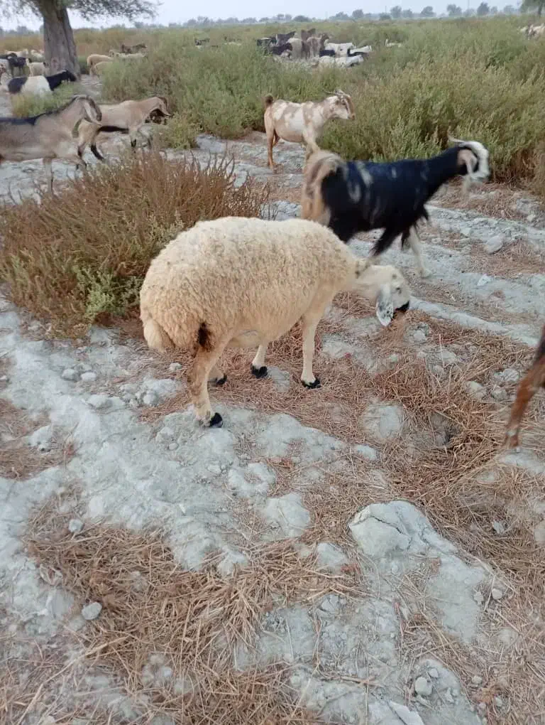 دوا|حیوانات|میناب, |دیوار