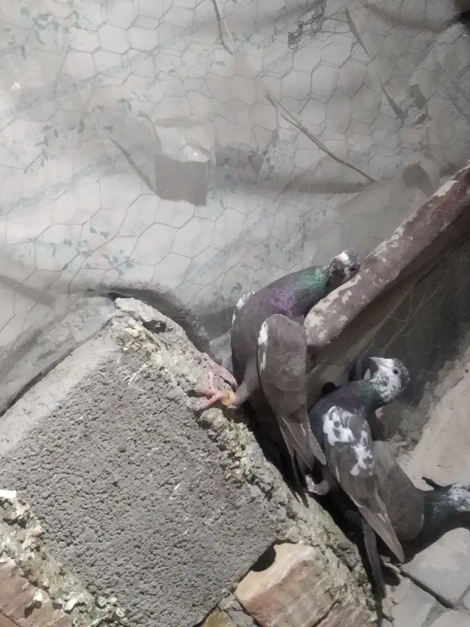 کبوتر دورگ مگسی|پرنده|ایرانشهر, |دیوار