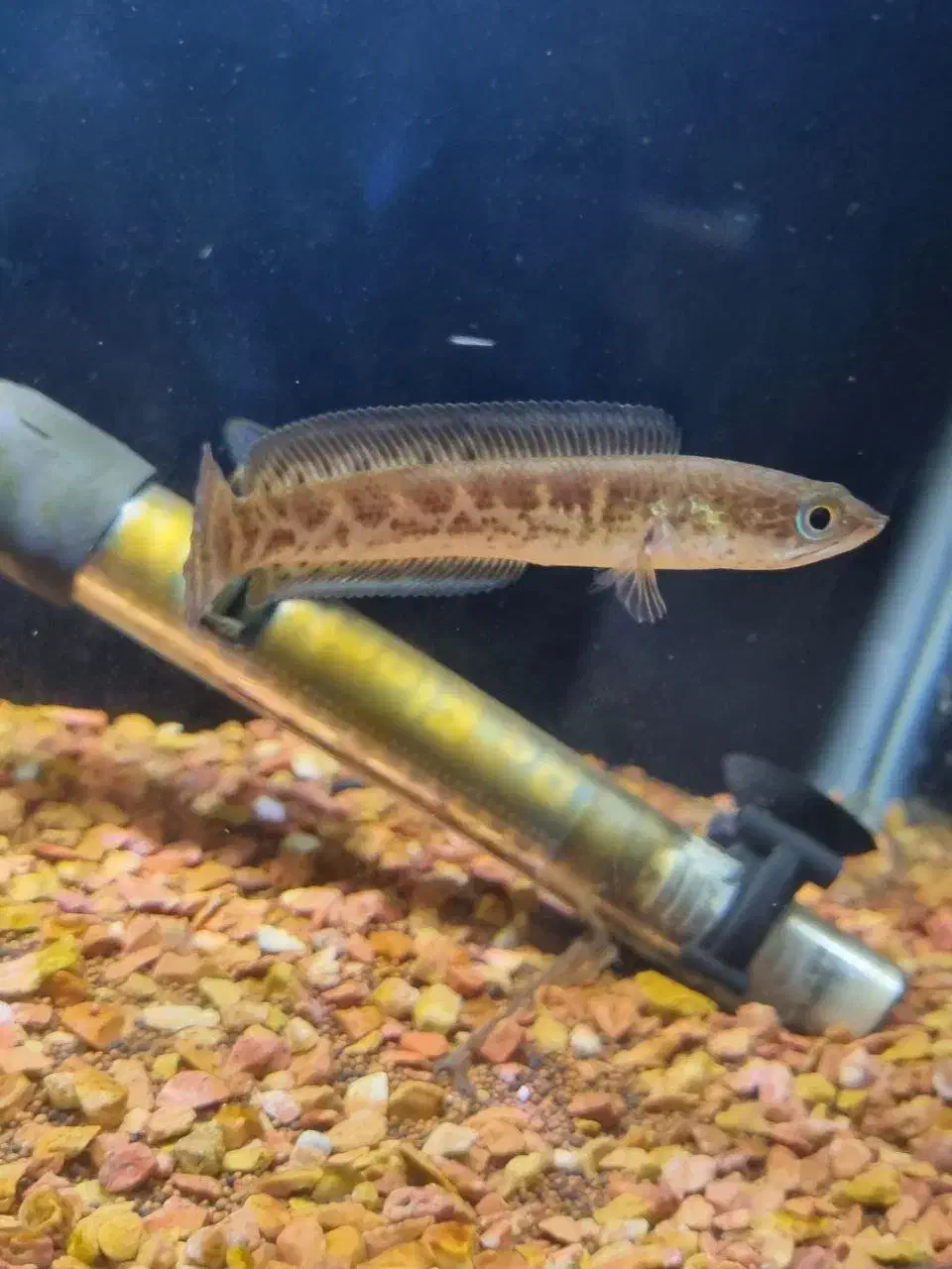 چانا|ماهی|تهران, کیانشهر|دیوار