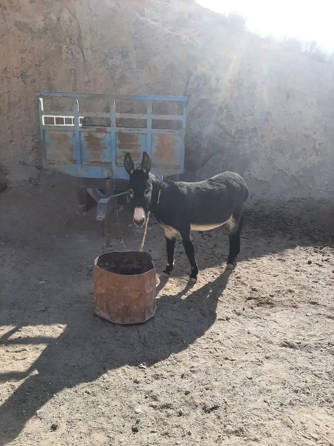 الاغ سرحالوگوسفندی|حیوانات مزرعه|اسفراین, |دیوار