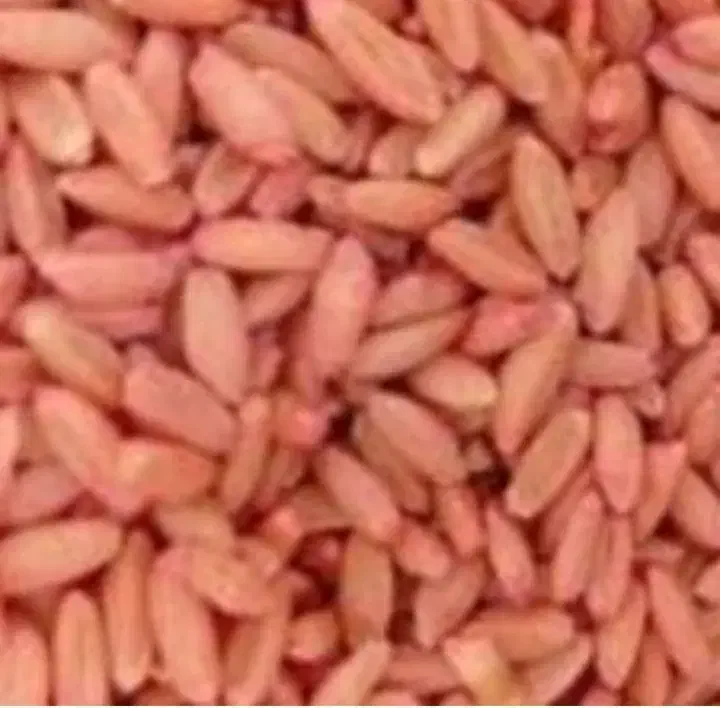 فروش گندم بوجاری|عمدهفروشی|چاراویماق, |دیوار