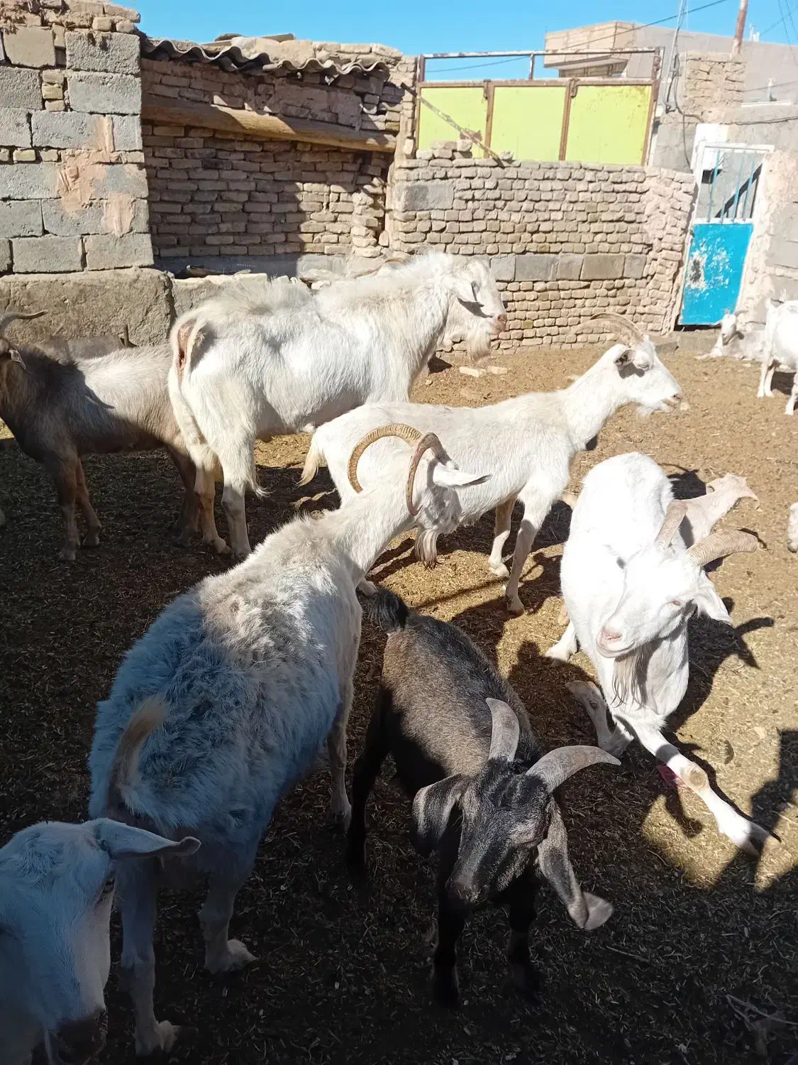 ۵عددبز (سانان) آبستن|حیوانات مزرعه|سبزوار, قصبه شرقی|دیوار