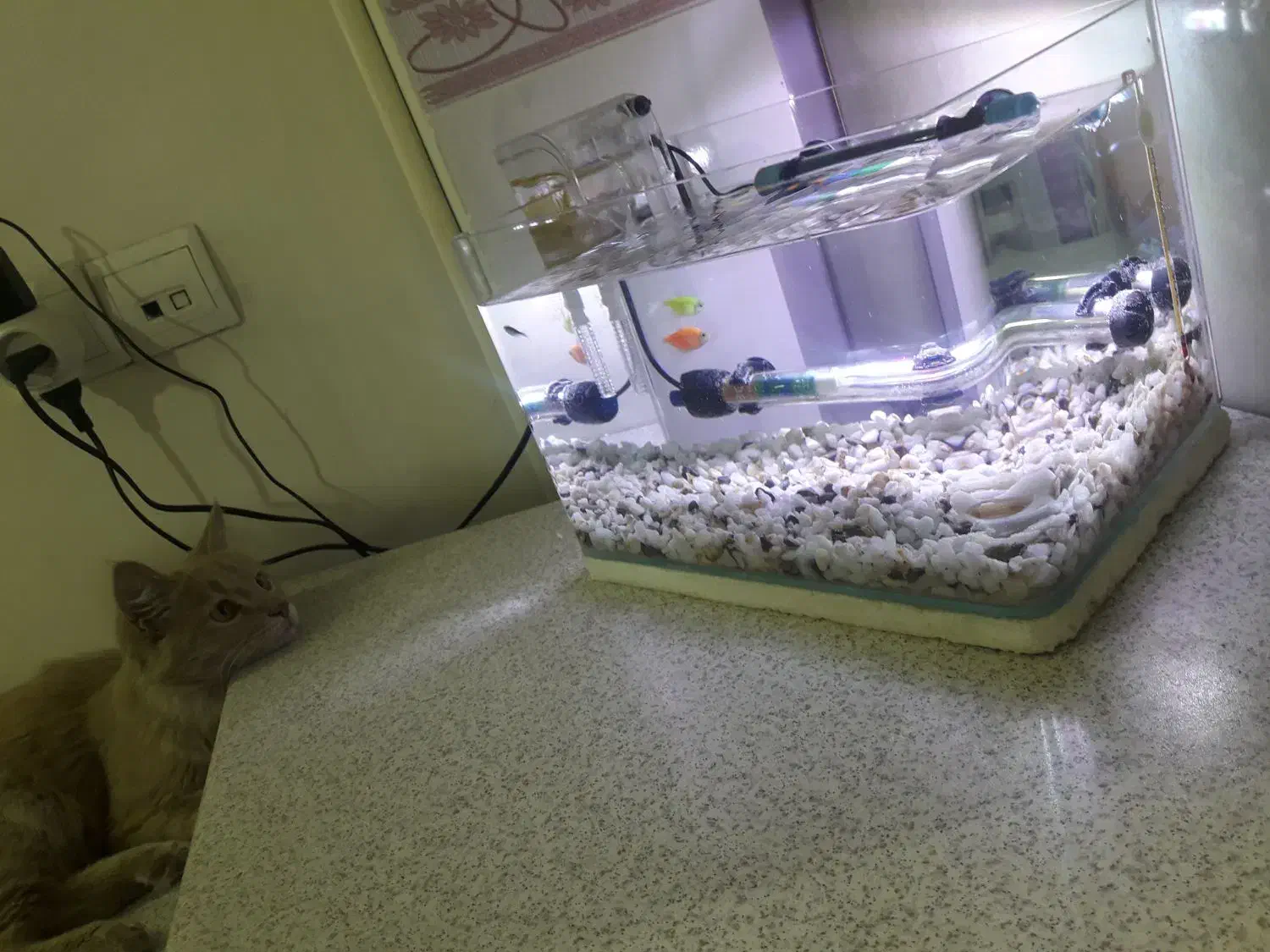 آکواریوم شیشه خم|ماهی|قدس, شهر‌قدس|دیوار