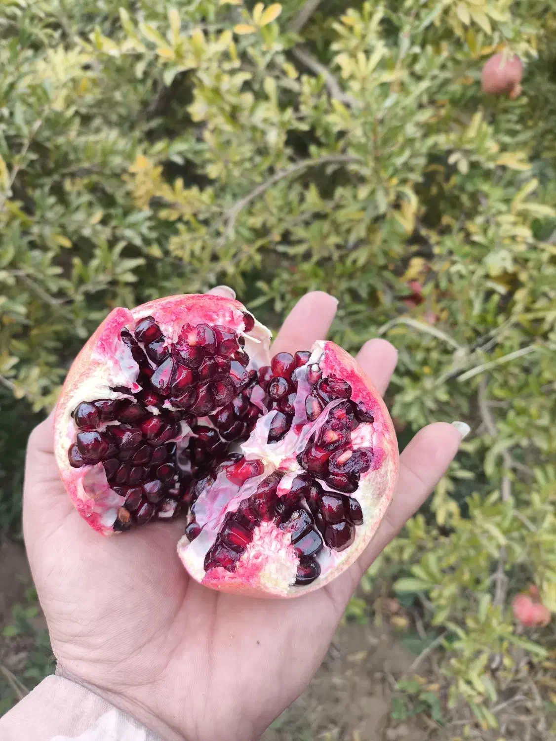 انار عقدا|خوردنی و آشامیدنی|عقدا, |دیوار