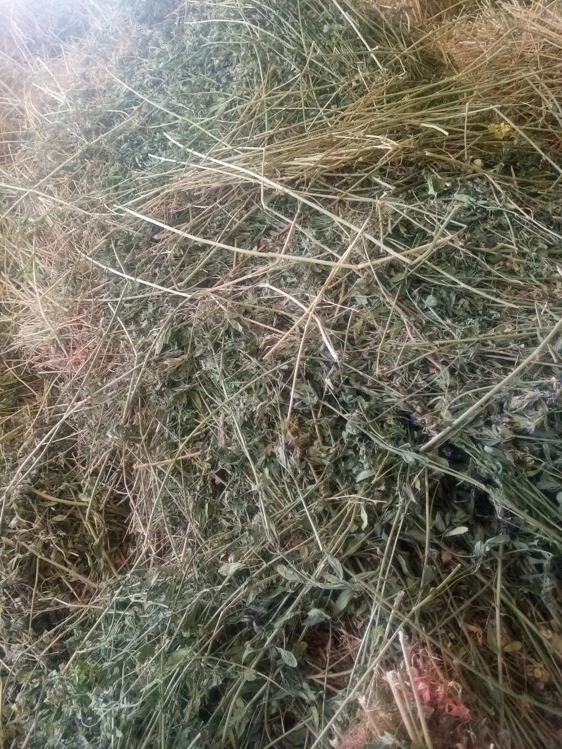 یونجه خشک|خدمات باغبانی و درختکاری|قوچان, |دیوار