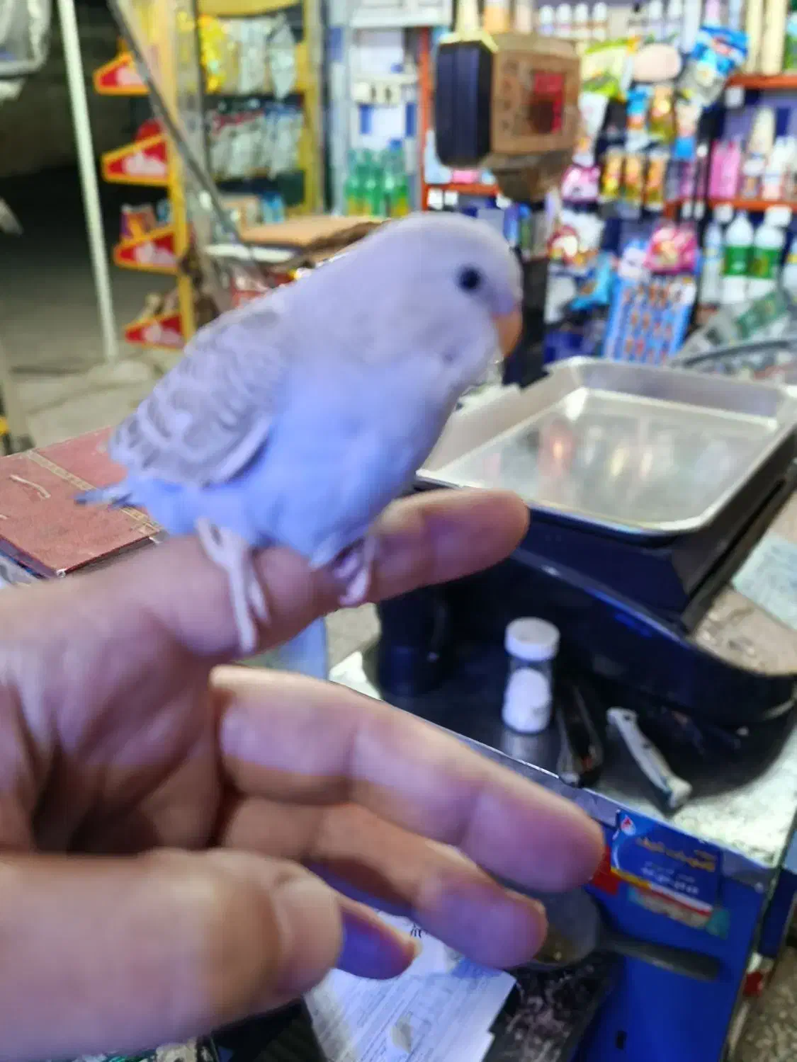 مرغ عشق جوان|پرنده|رودسر, |دیوار