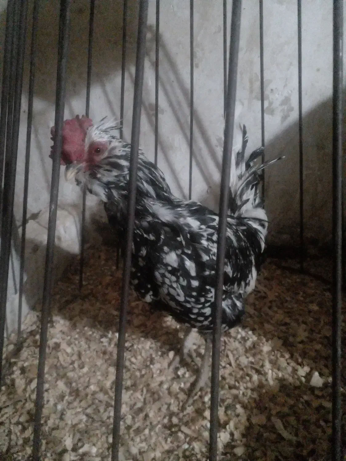 خروس گلین لری|حیوانات مزرعه|قرچک, فردیس|دیوار