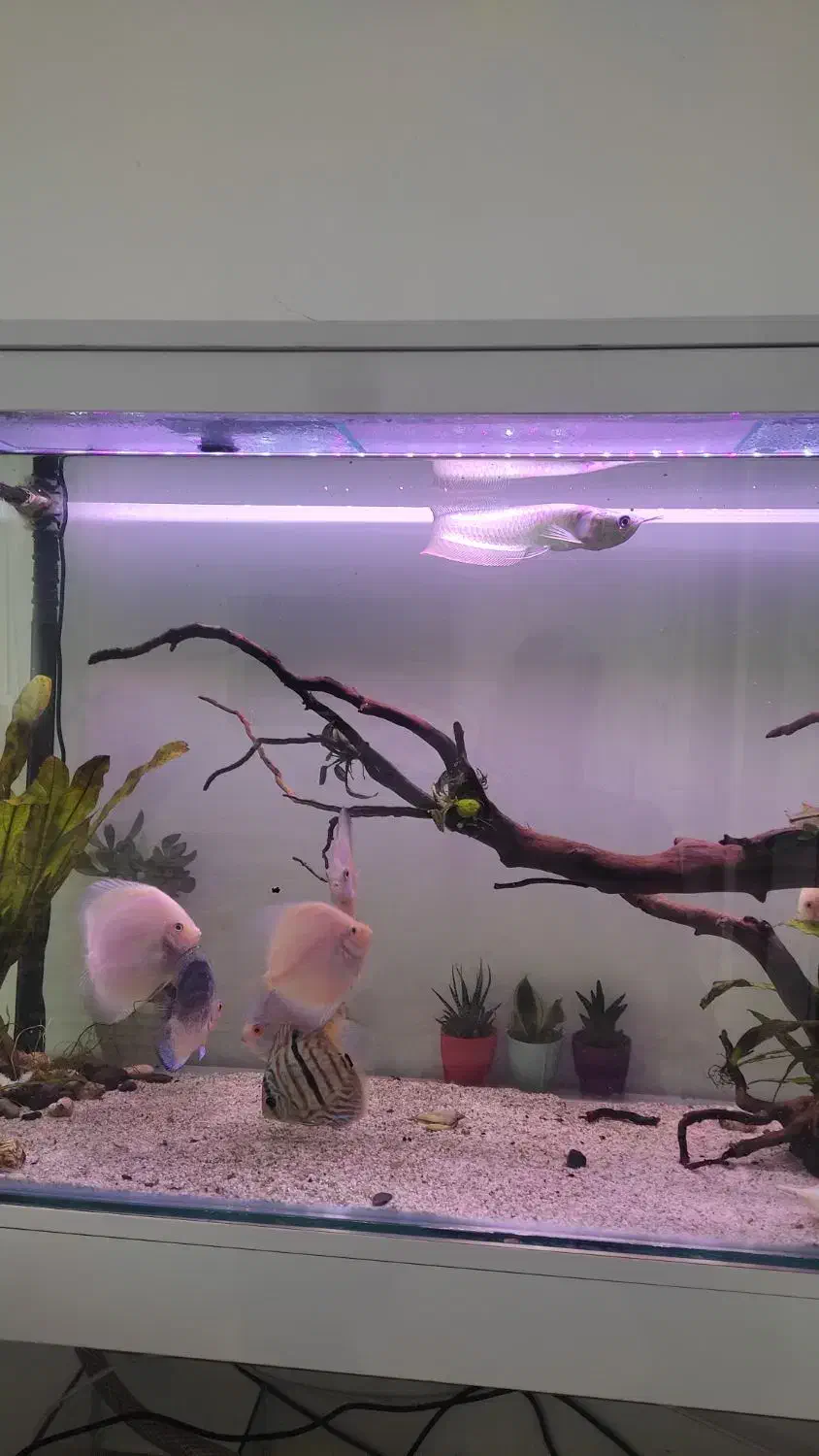 ماهی اروانا|ماهی|سنندج, |دیوار