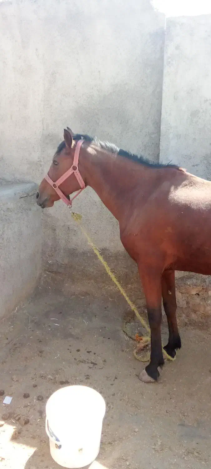 مادیان|اسب و تجهیزات اسبسواری|خرمآباد, |دیوار