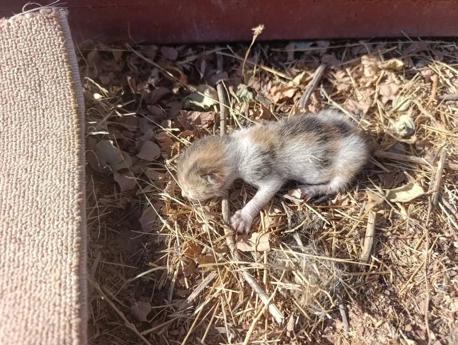 واگذاری رایگان بچه گربه|گربه|دوگنبدان, |دیوار