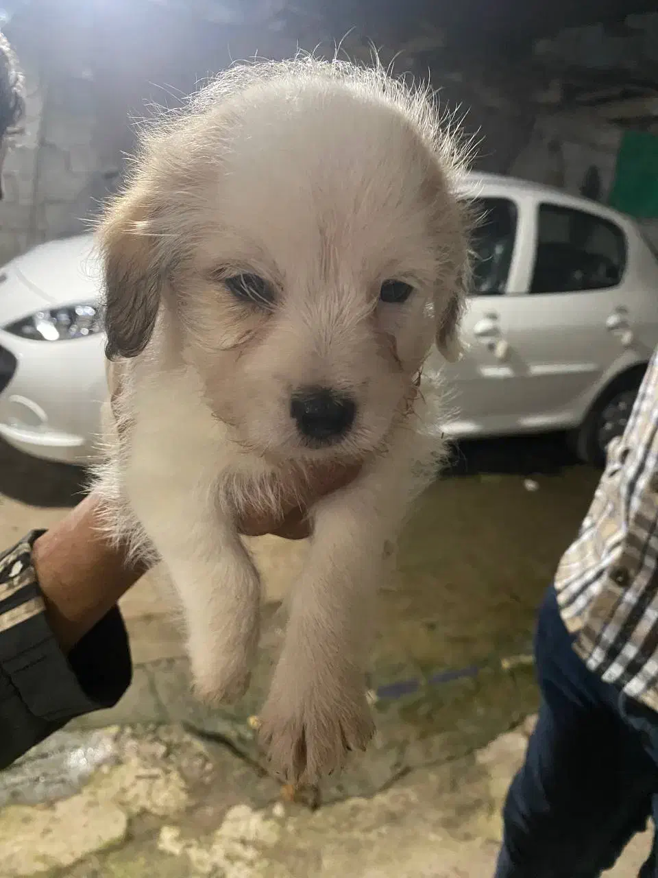 توله پسر بازیگوش|سگ|رشت, کوی قدس|دیوار