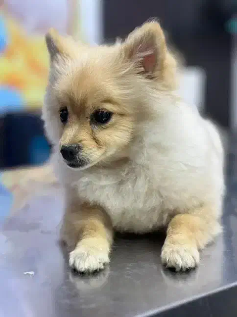 پامرین|سگ|شاهینشهر, شهرک گلدیس|دیوار